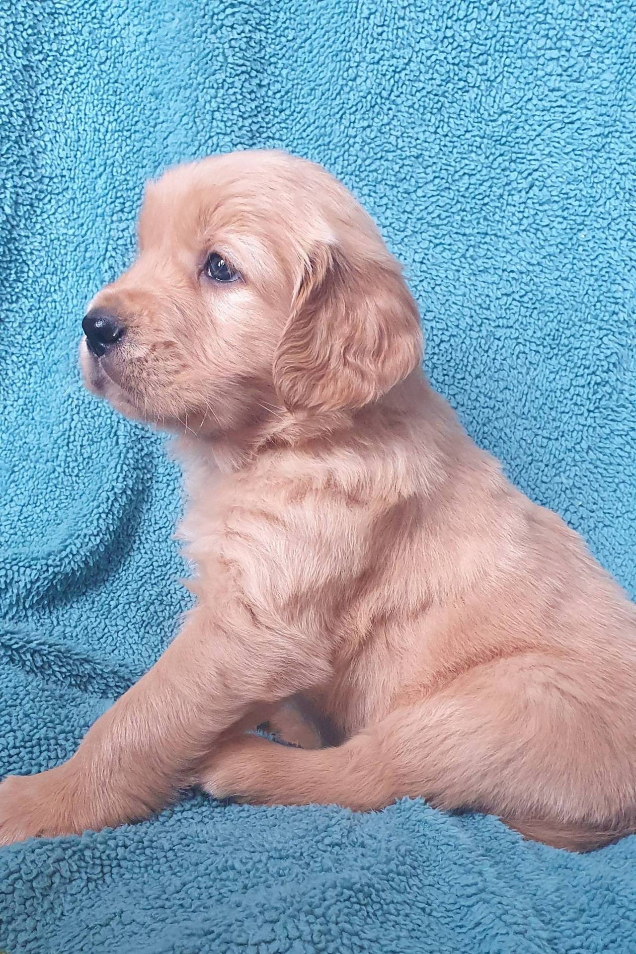 Reste une jolie femelle golden retriever quatrième