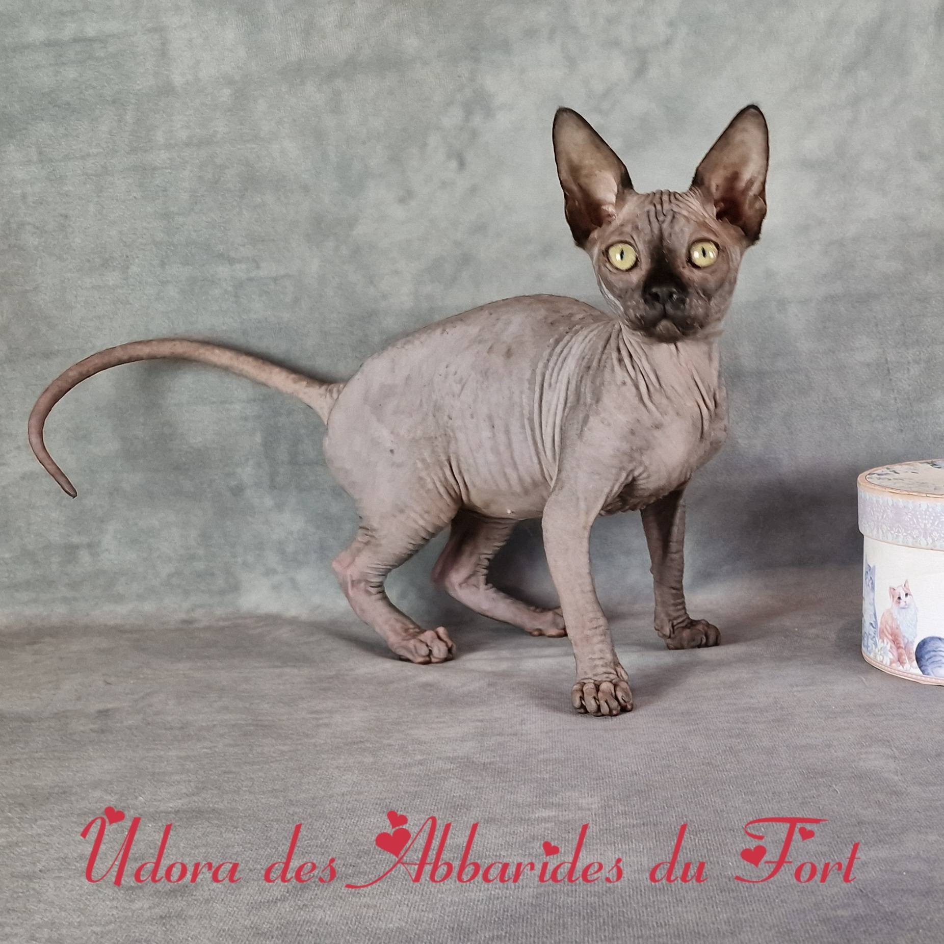 Chatons sphynx quatrième