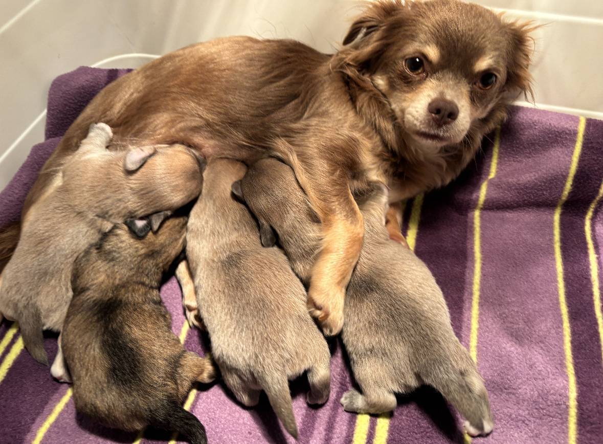 Chiot Chihuahua  deuxième