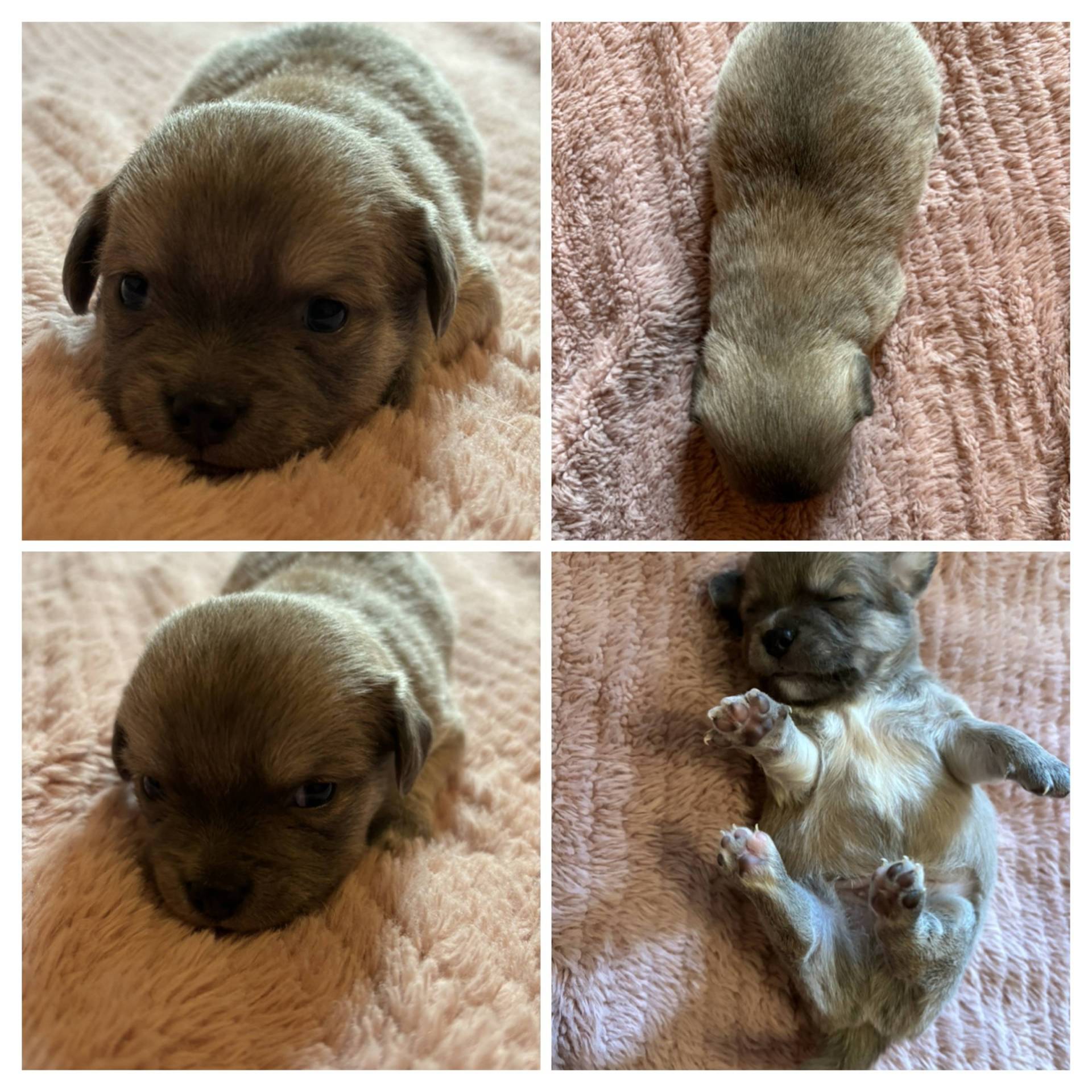 Chiot Chihuahua  cinquième