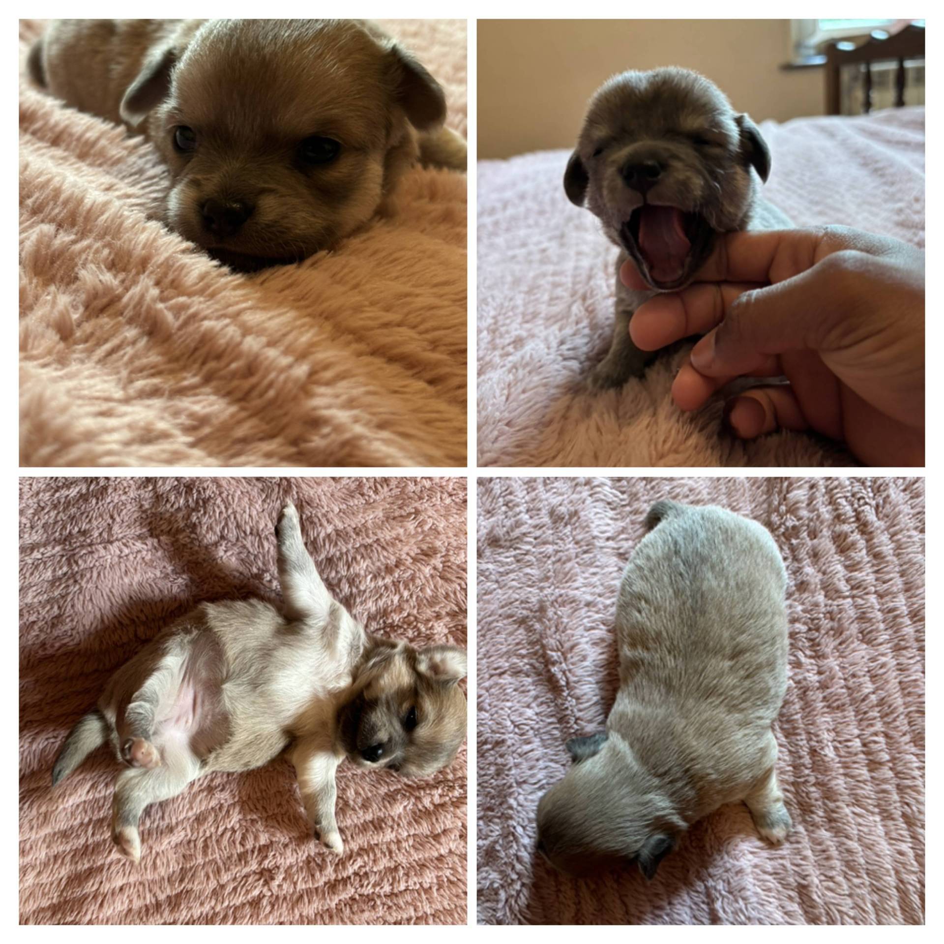 Chiot Chihuahua  neuvième