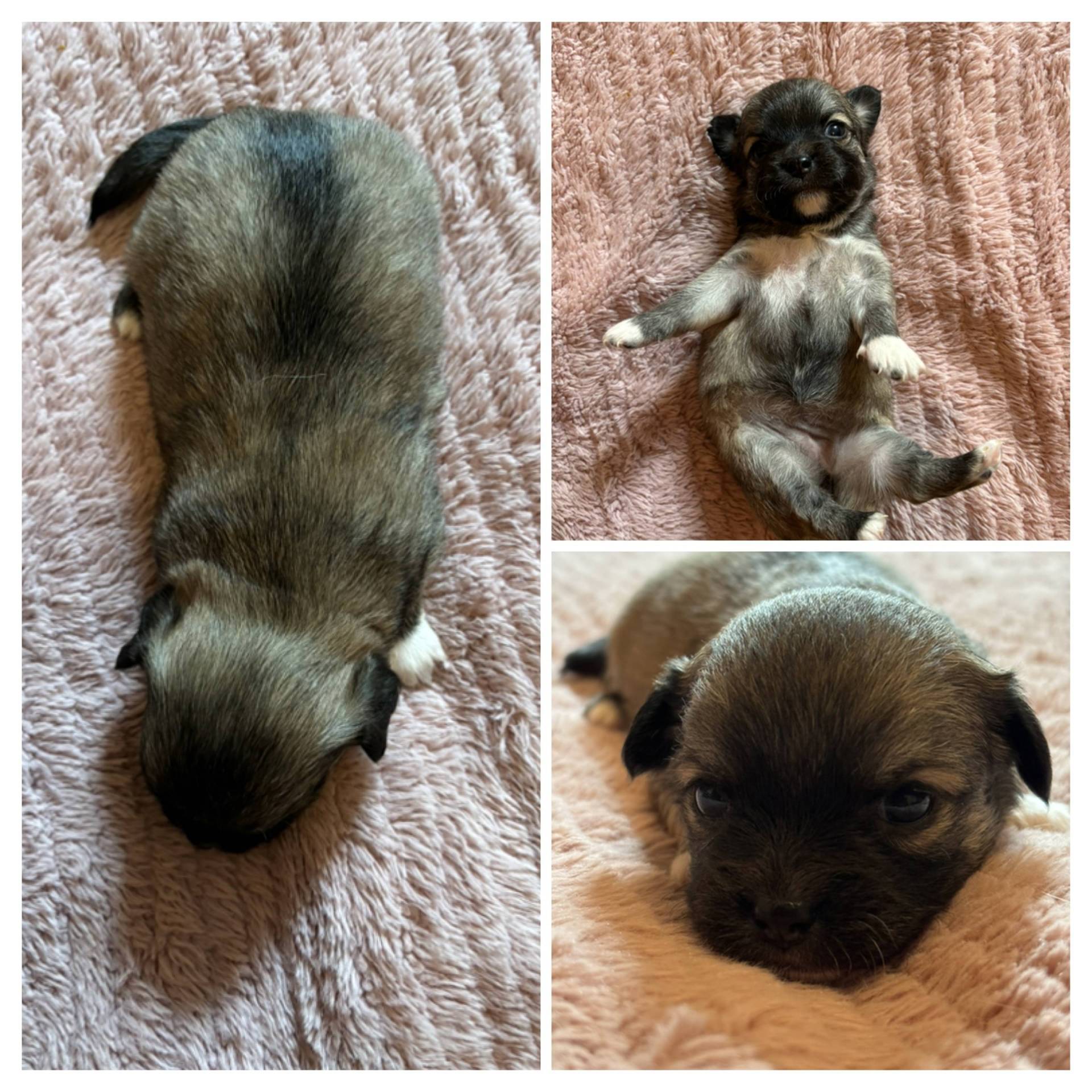 Chiot Chihuahua  sixième