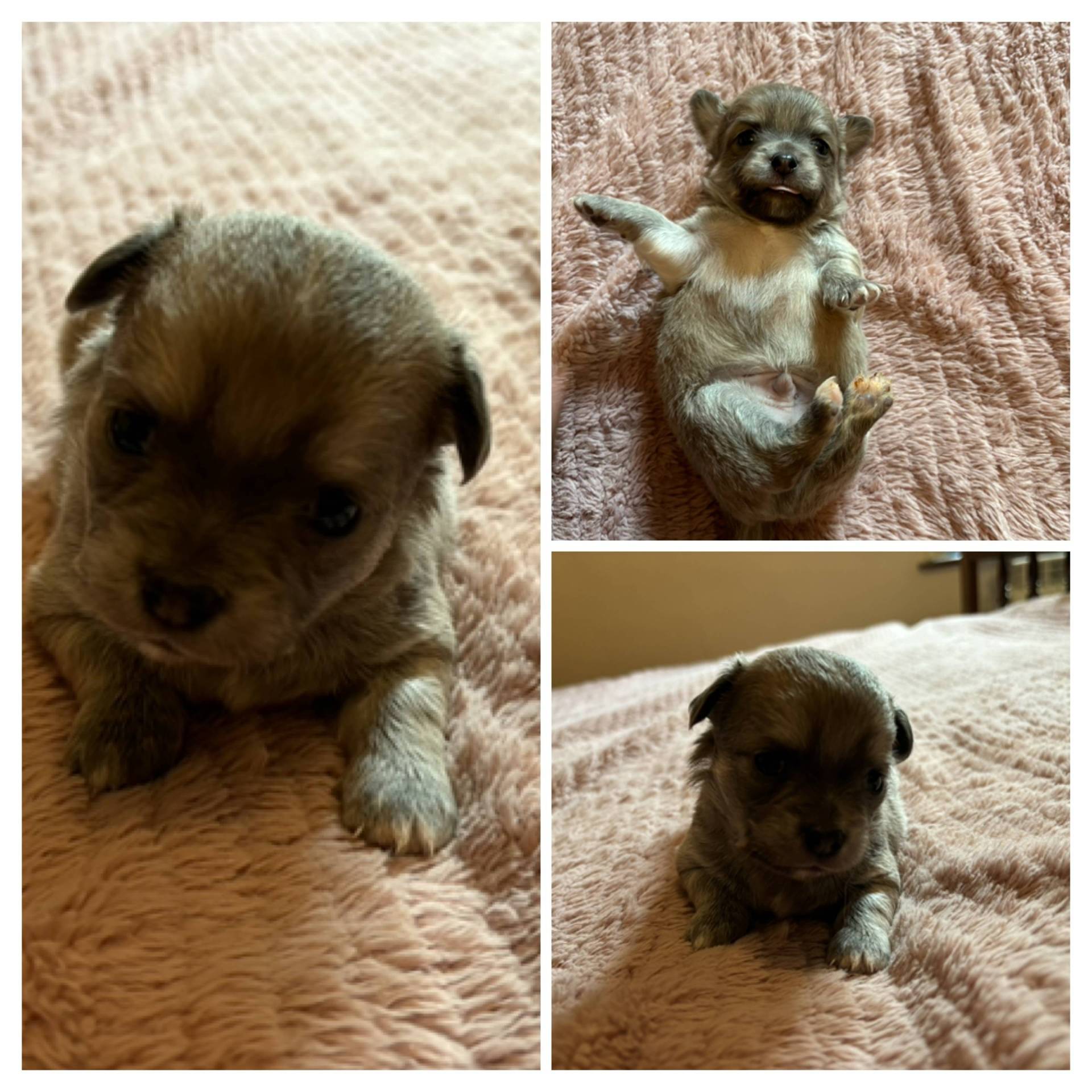 Chiot Chihuahua  septième