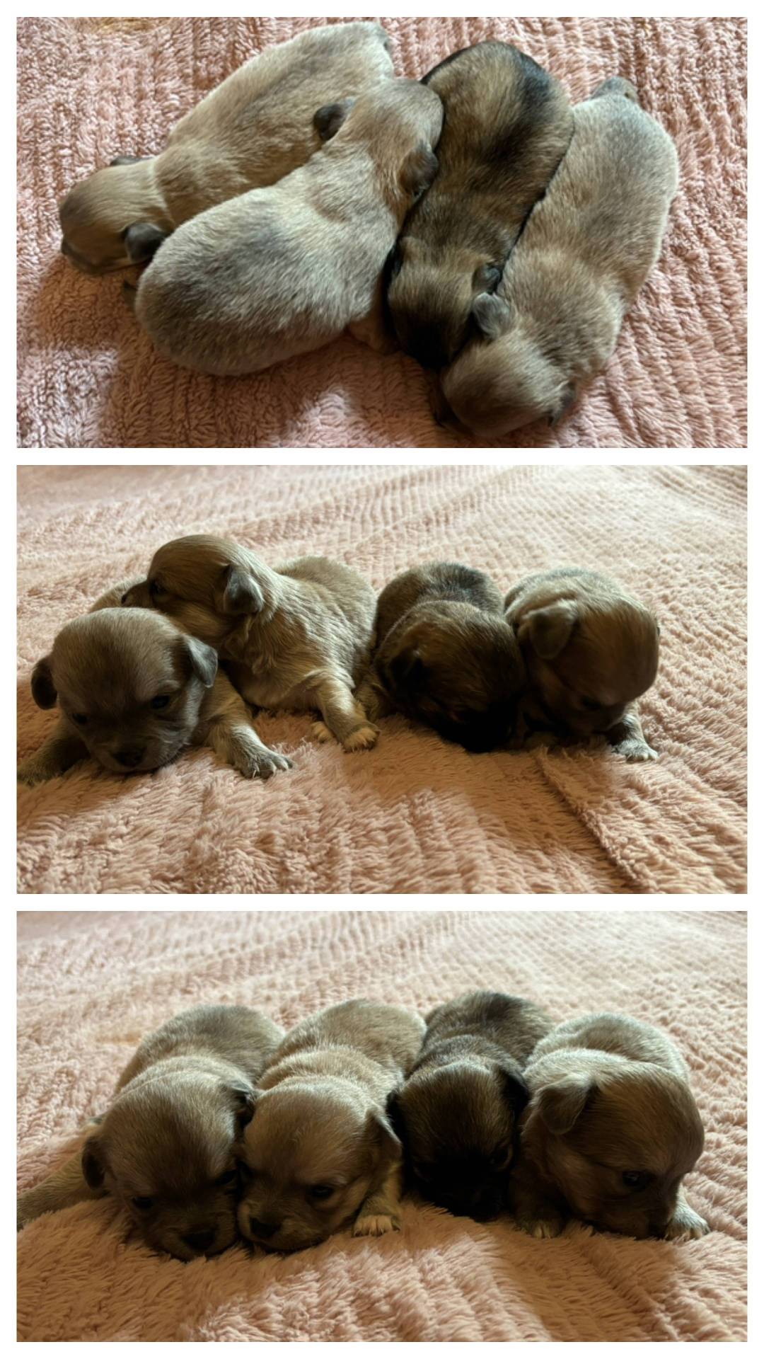 Chiot Chihuahua  cinquième