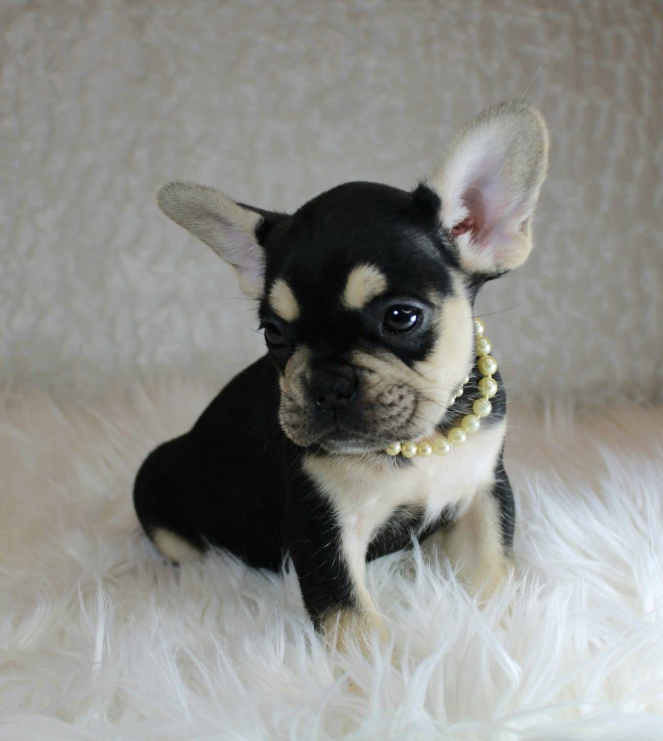 Magnifique chiot bouledogue français  première