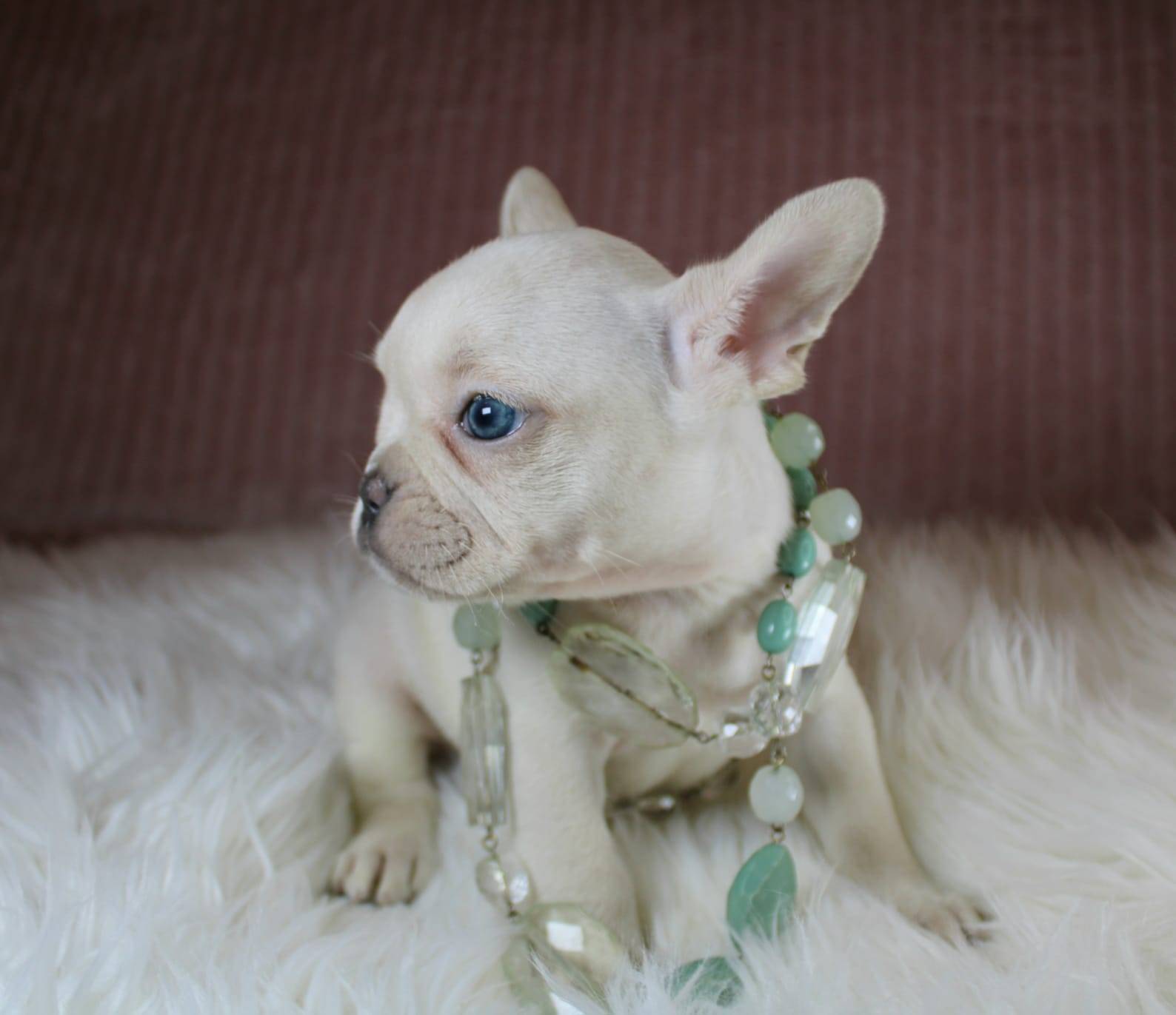 Magnifique chiot bouledogue français  cinquième
