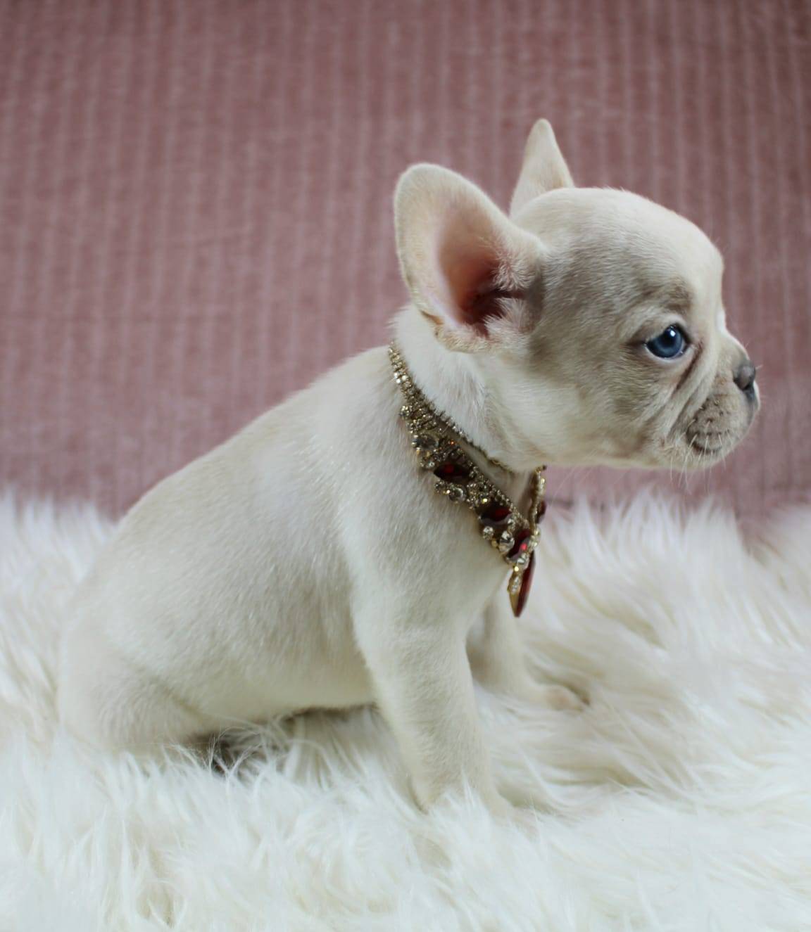 Magnifique chiot bouledogue français  première