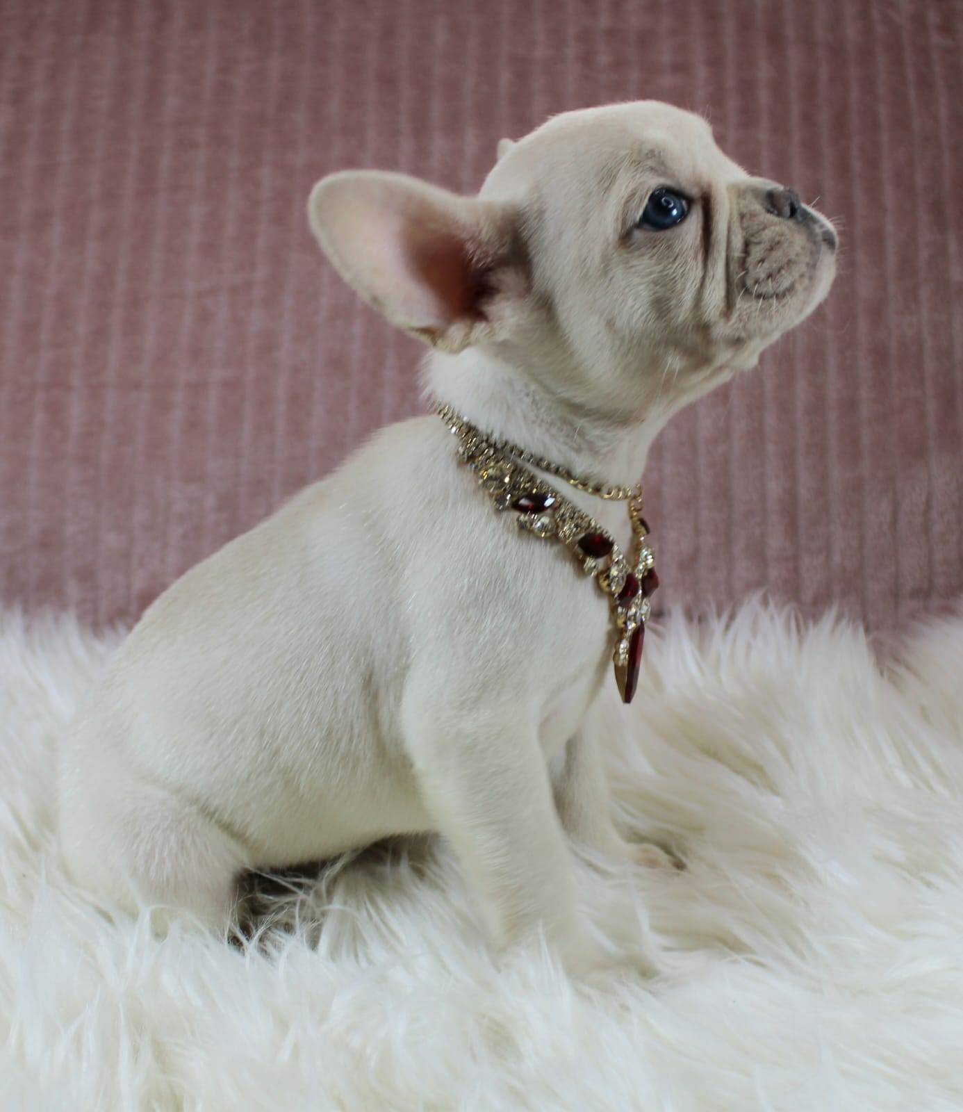Magnifique chiot bouledogue français  neuvième