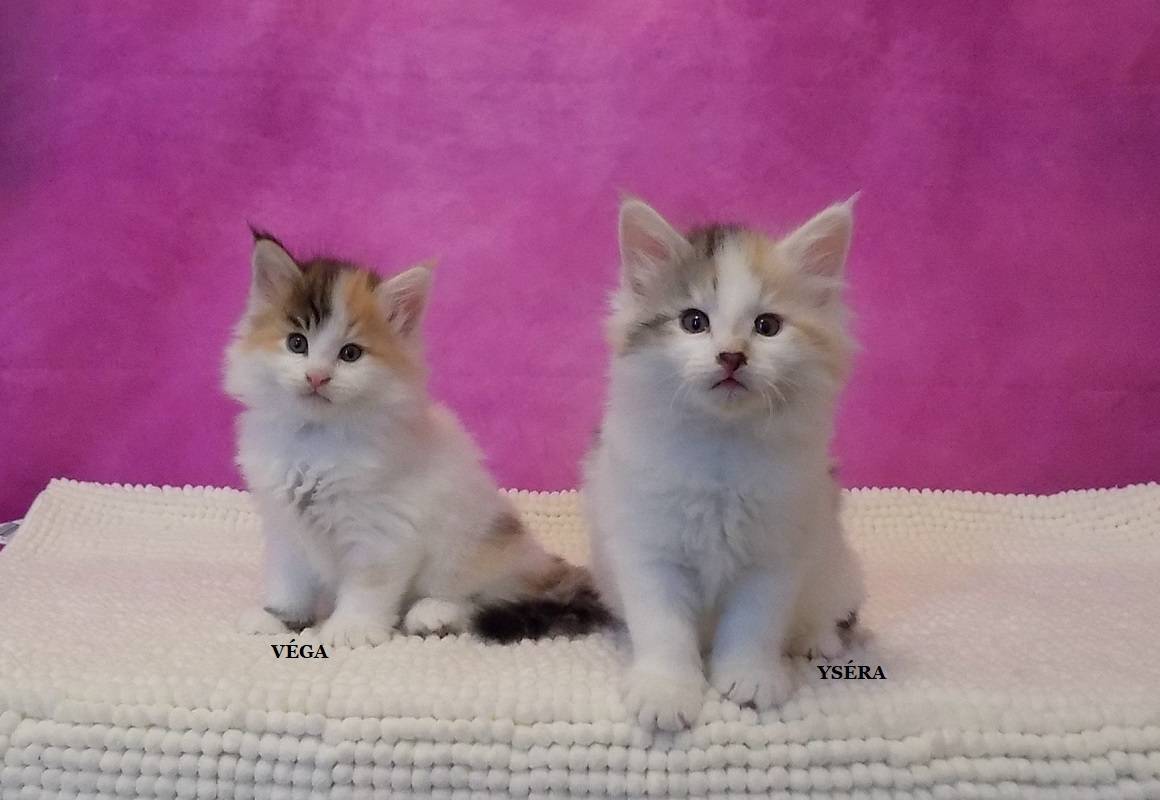 2 Chatons norvégien femelles à réserver première