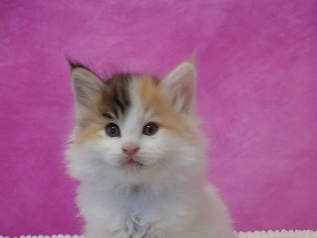 2 Chatons norvégien femelles à réserver deuxième