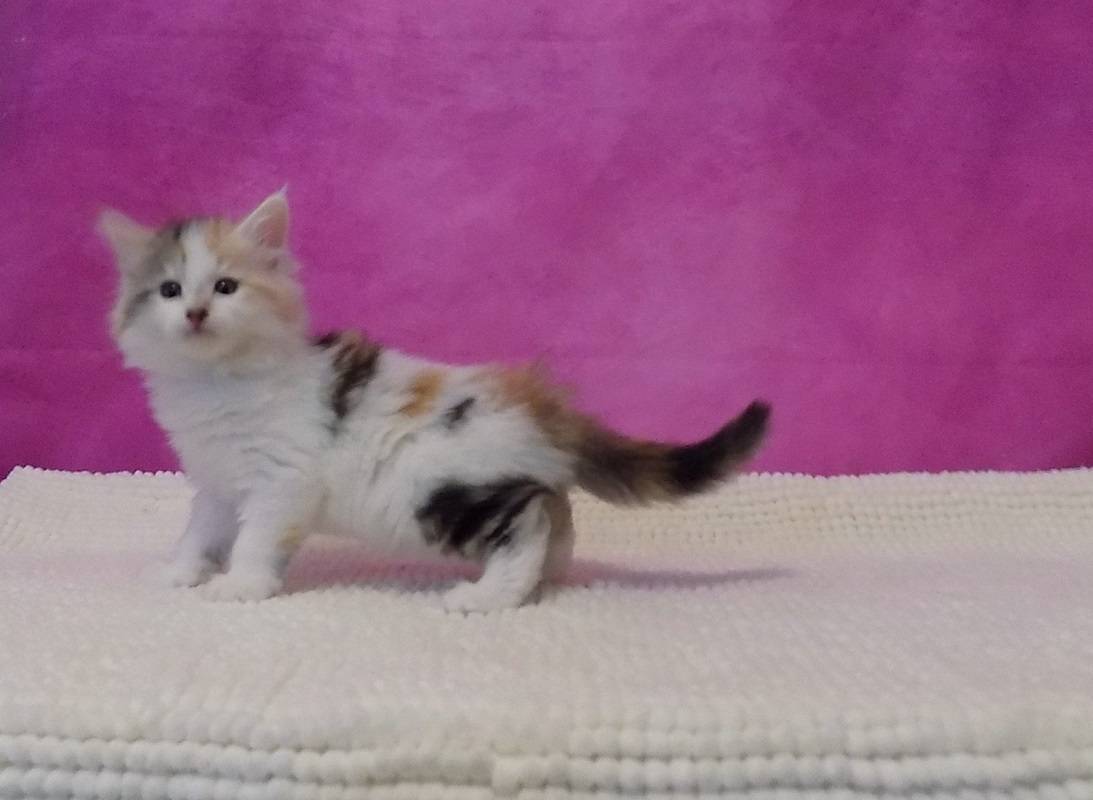 2 Chatons norvégien femelles à réserver neuvième