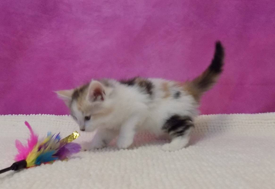 2 Chatons norvégien femelles à réserver cinquième