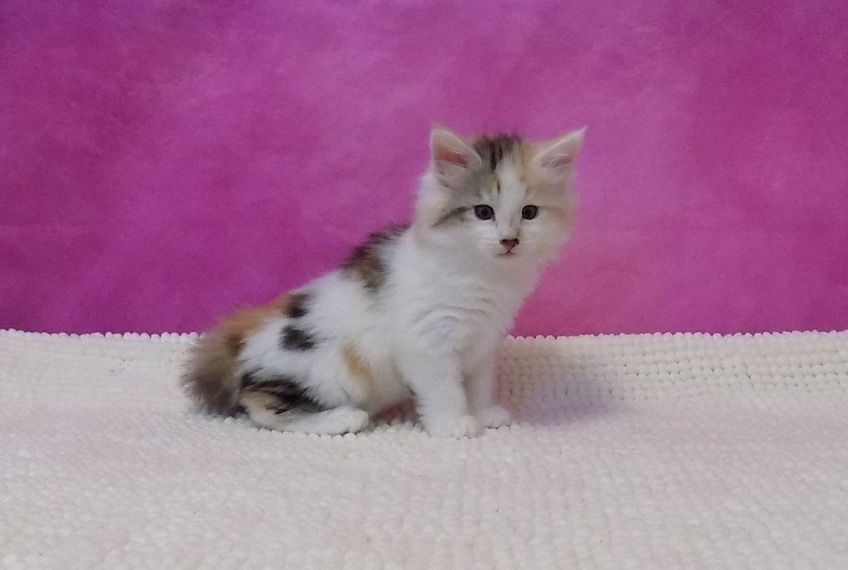 2 Chatons norvégien femelles à réserver sixième