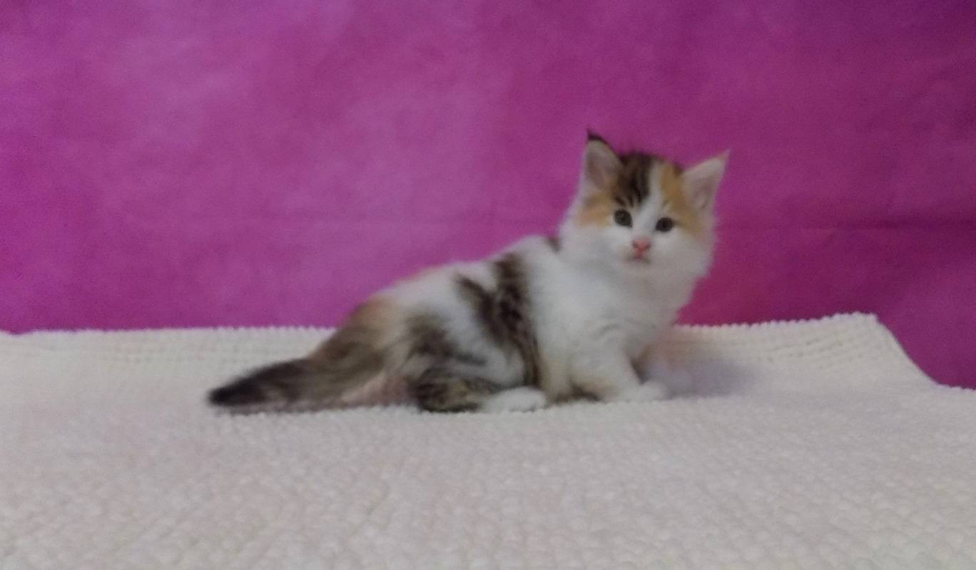 2 Chatons norvégien femelles à réserver première