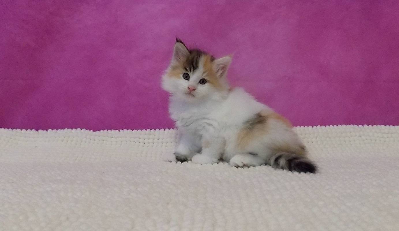2 Chatons norvégien femelles à réserver cinquième