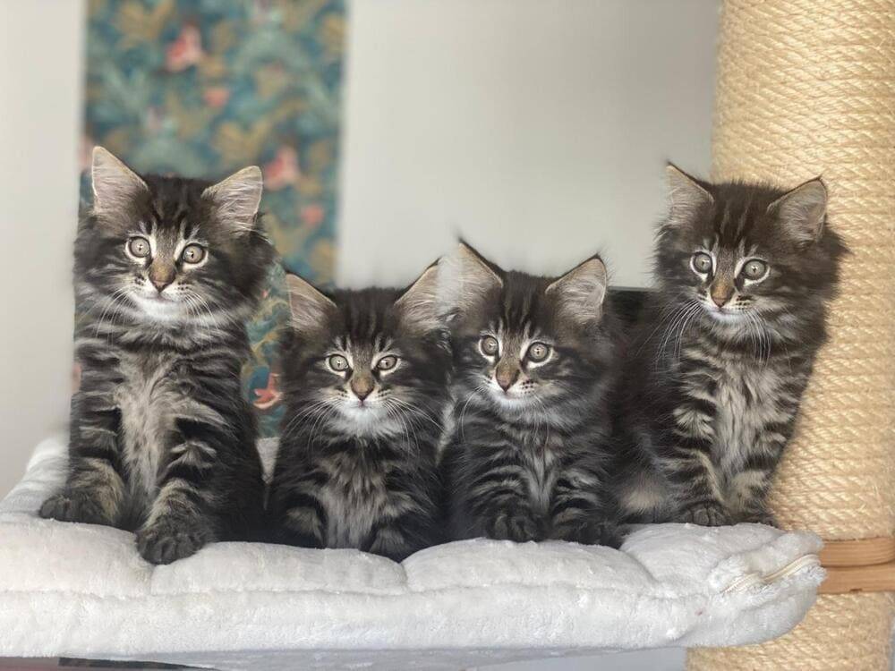 Chatons Norvégien sixième