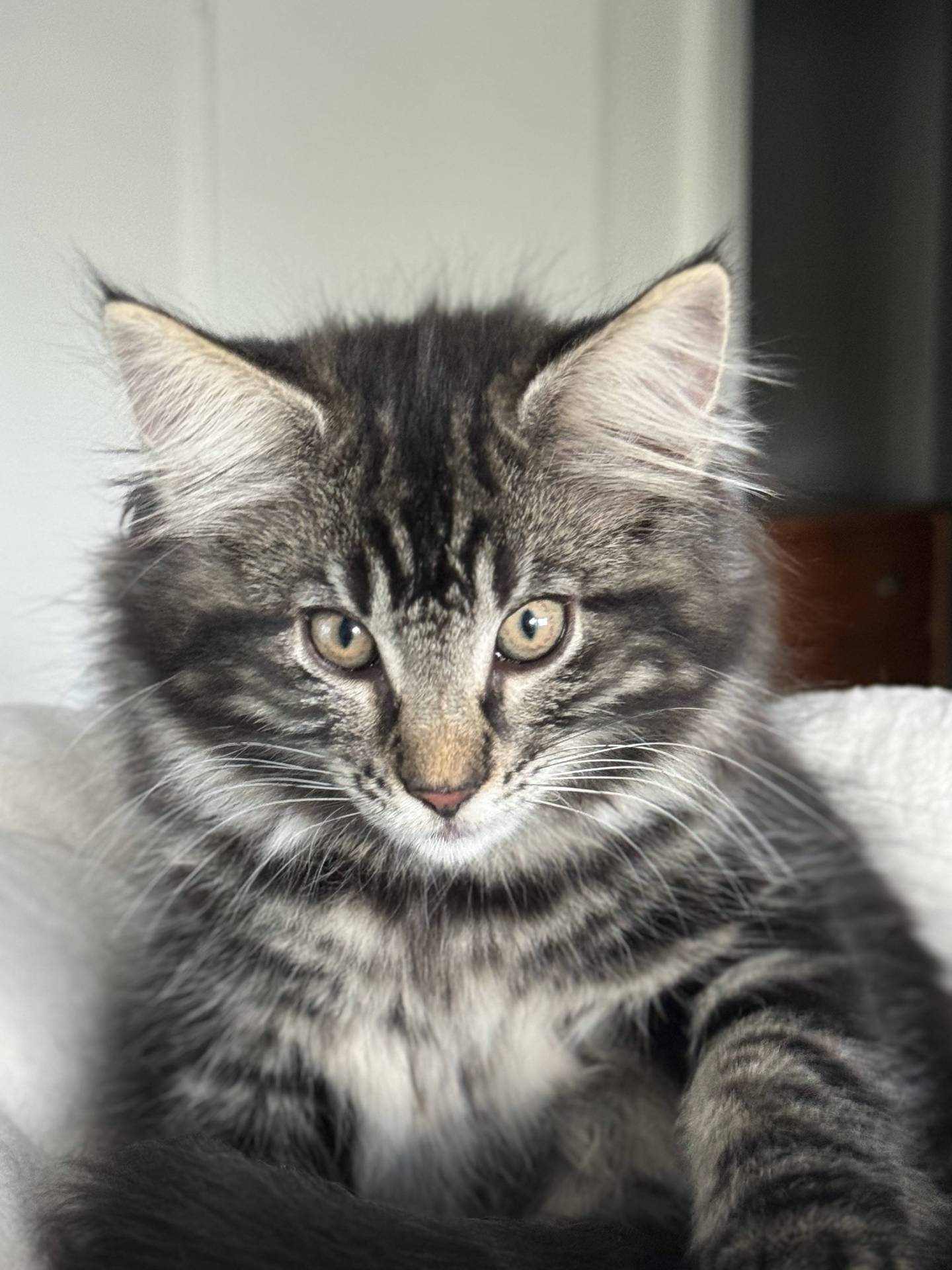 Chatons Norvégien troisième