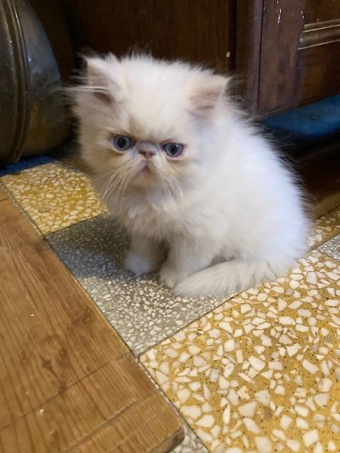 Chatons Exotic shorthair première