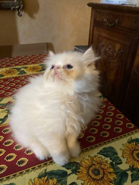 Chatons Exotic shorthair deuxième