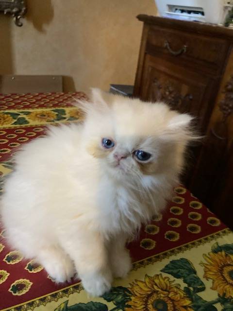 Chatons Exotic shorthair septième
