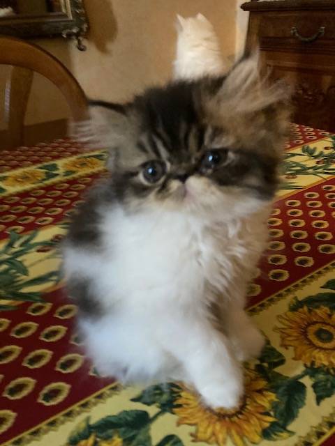 Chatons Exotic shorthair première