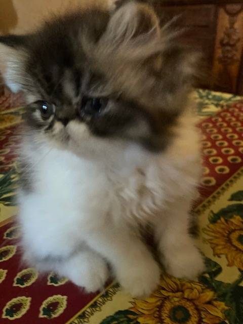 Chatons Exotic shorthair cinquième