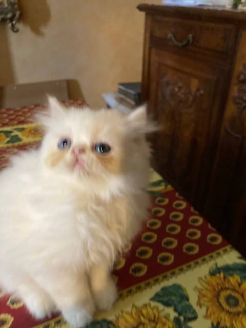Chatons Exotic shorthair première