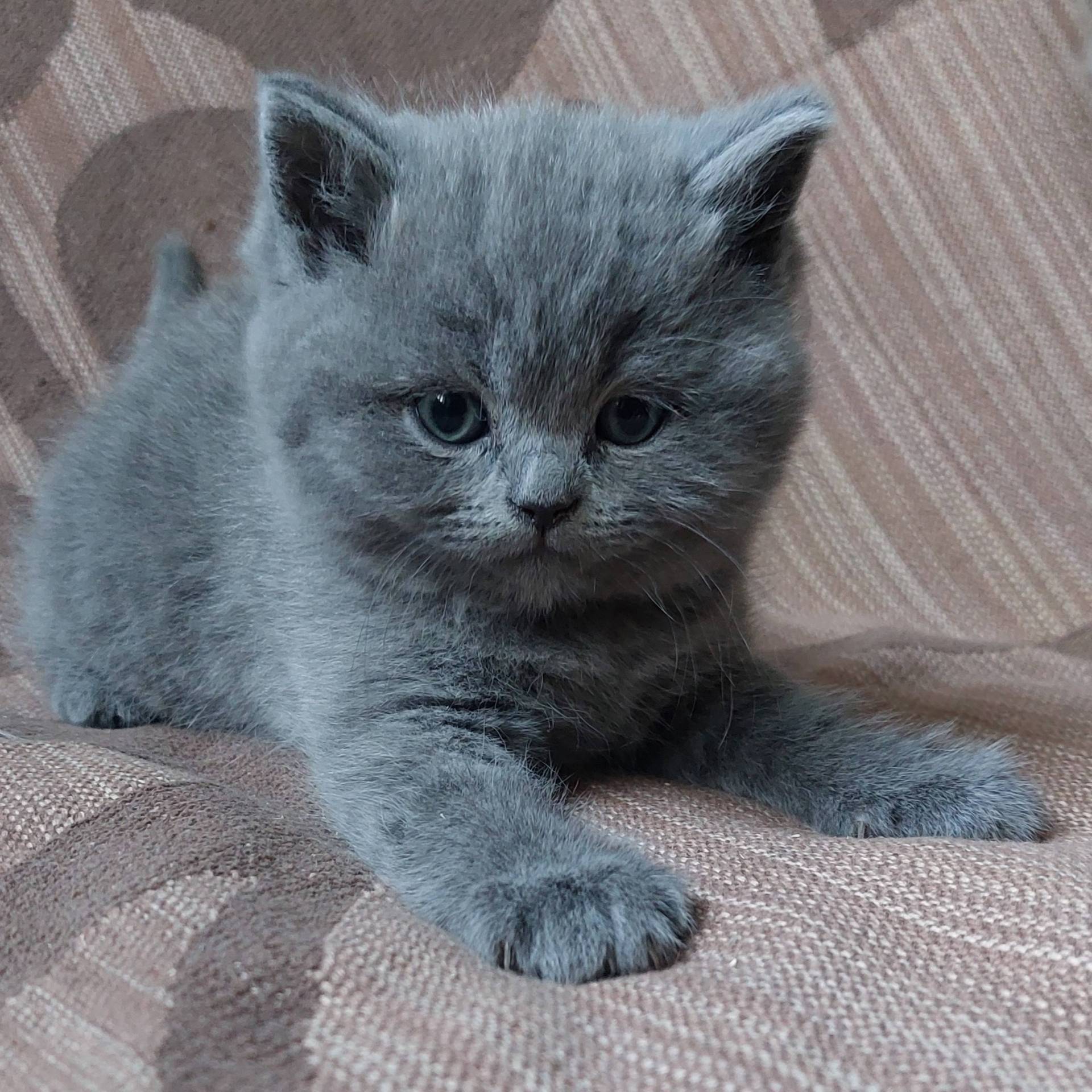 Chaton british shorthair Loof élevage familial neuvième
