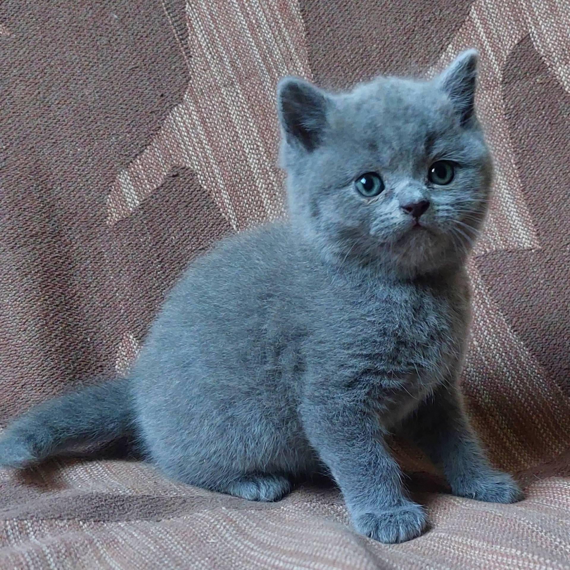 Chaton british shorthair Loof élevage familial cinquième