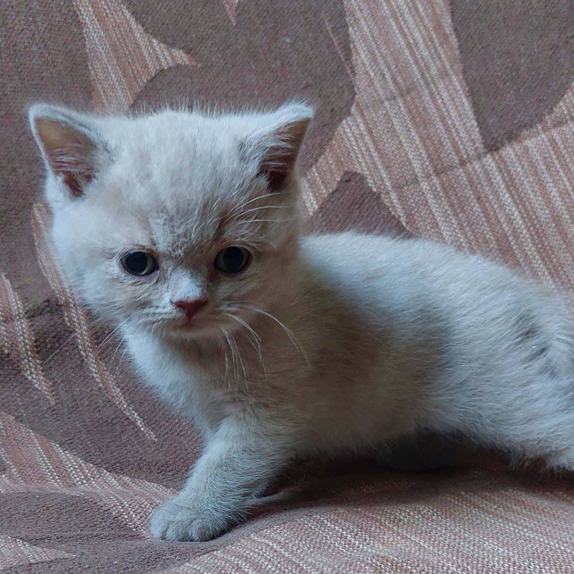 Chaton british shorthair Loof élevage familial sixième