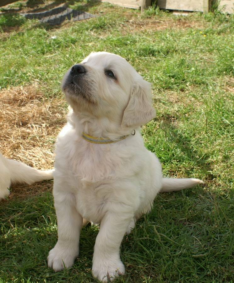 Chiot male golden Retriever Lof  disponible  deuxième