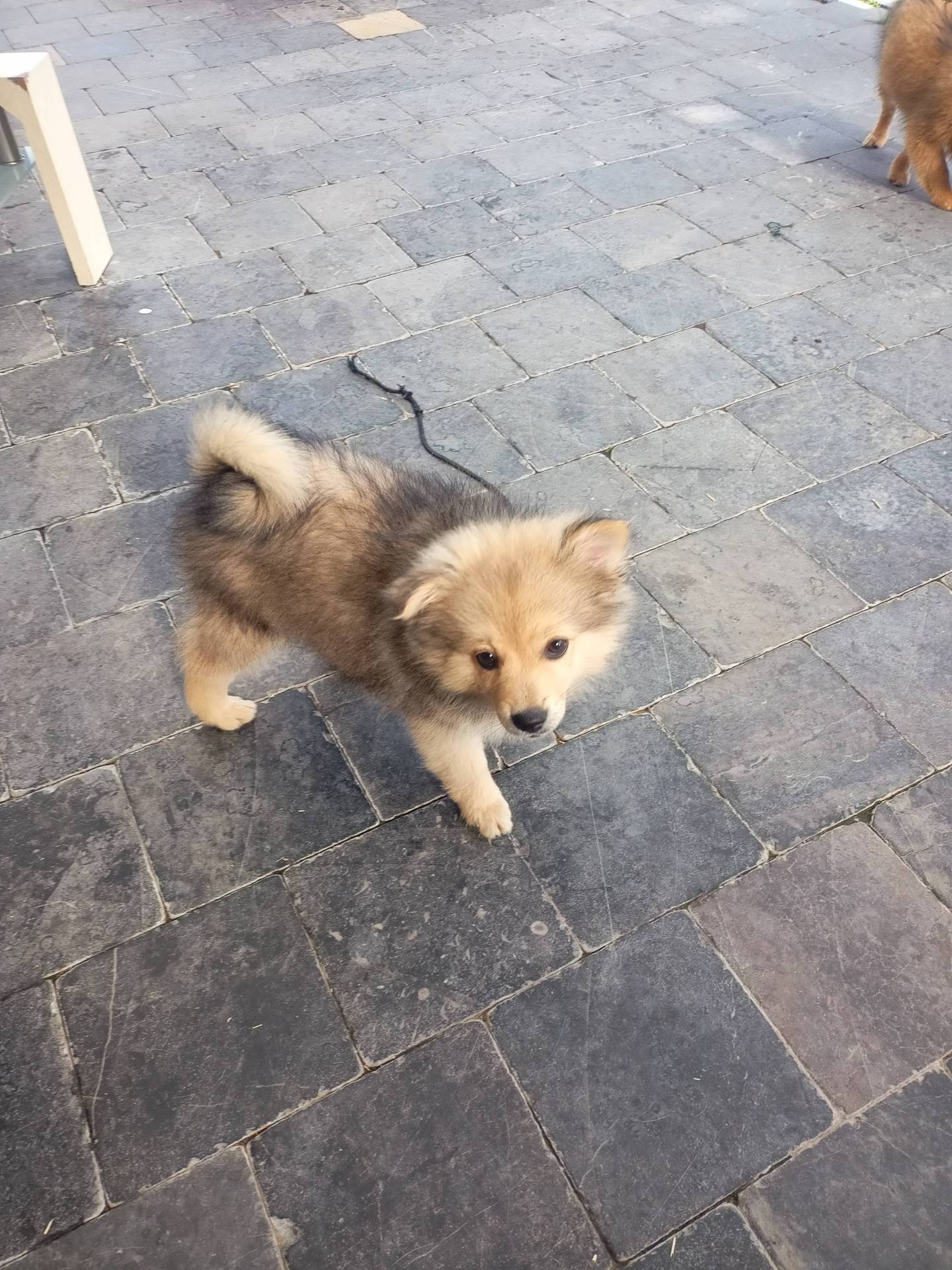 Spitz petit allemand à vendre  première