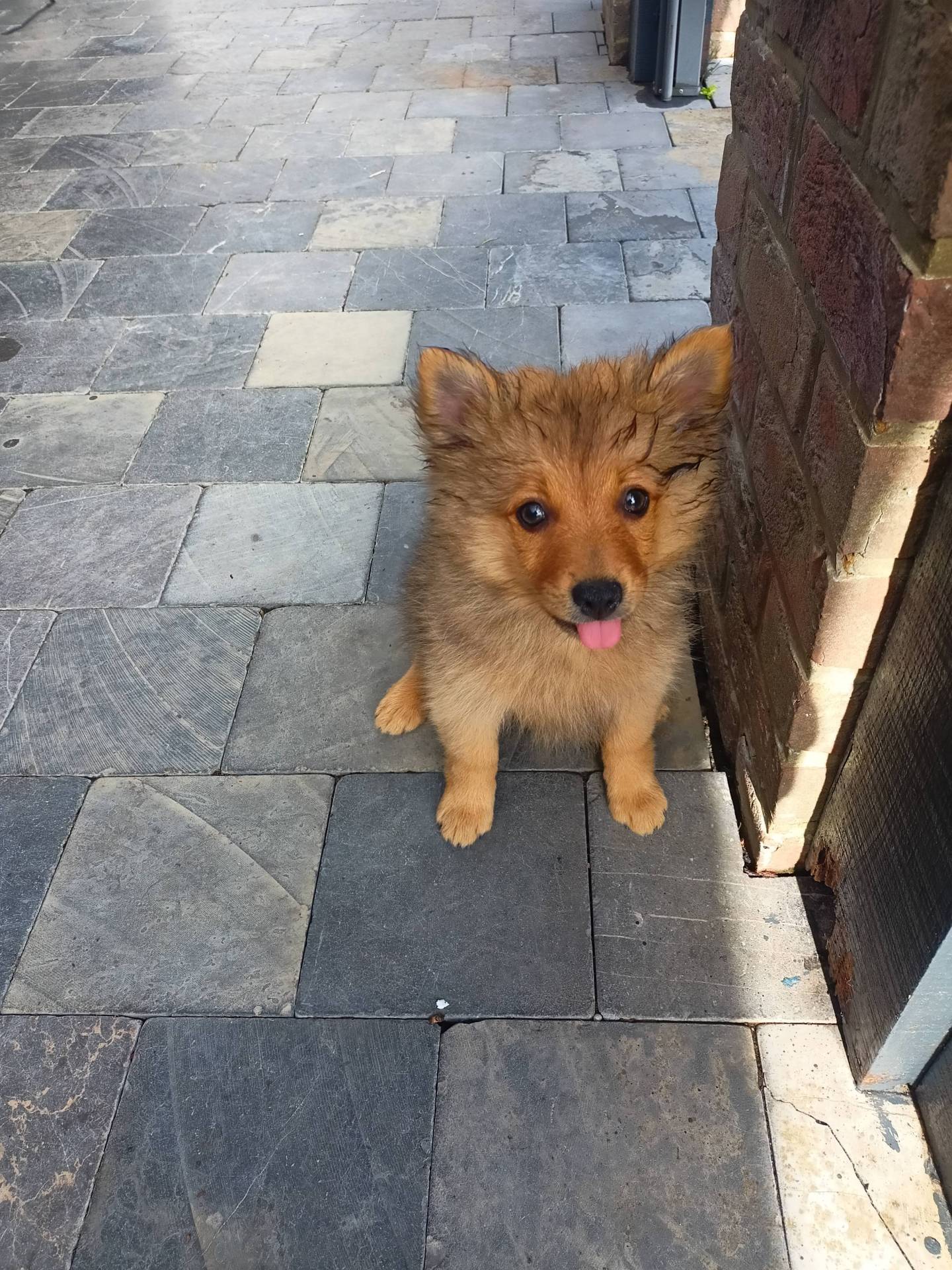 Spitz petit allemand à vendre  septième