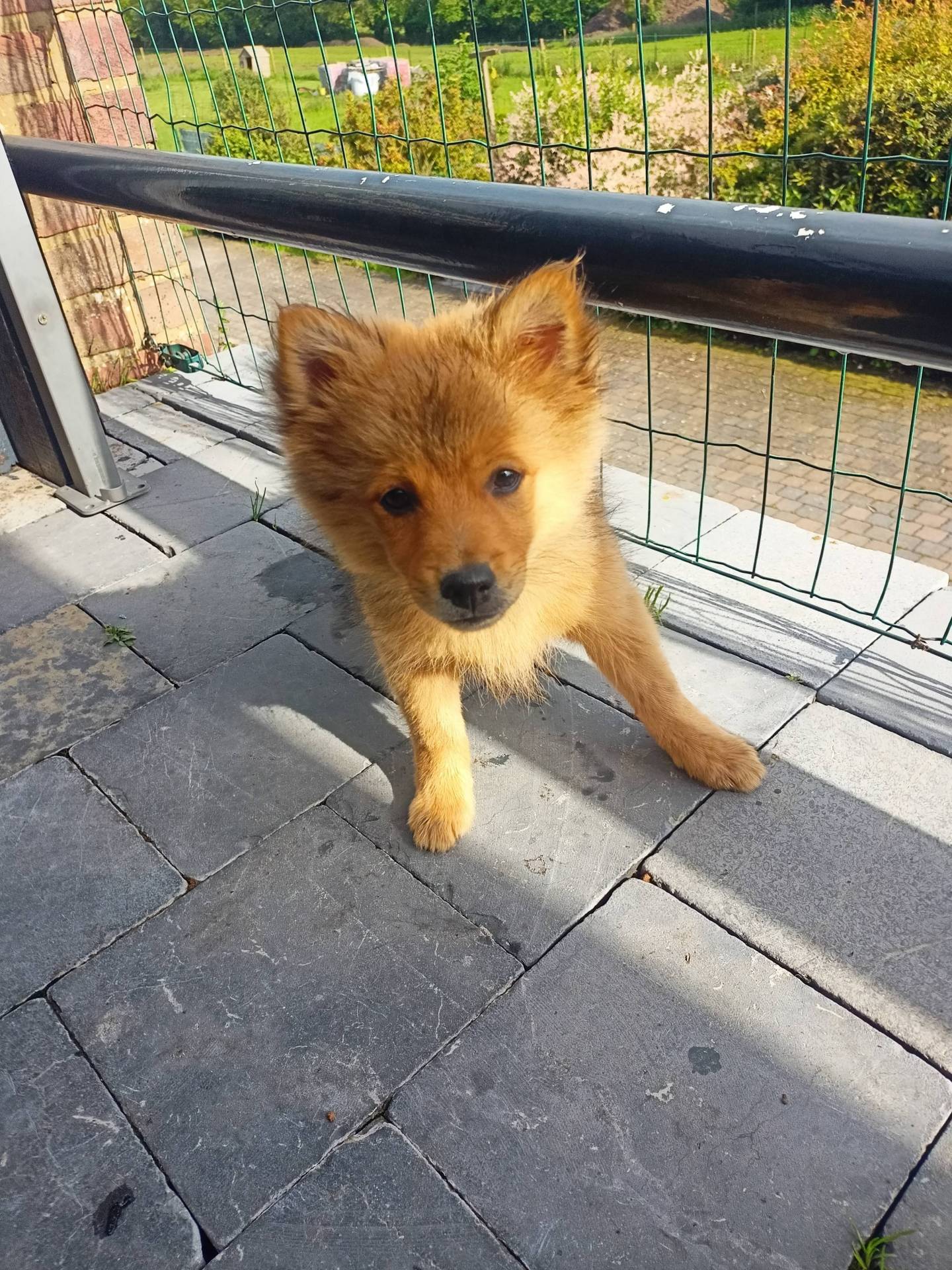 Spitz petit allemand à vendre  première
