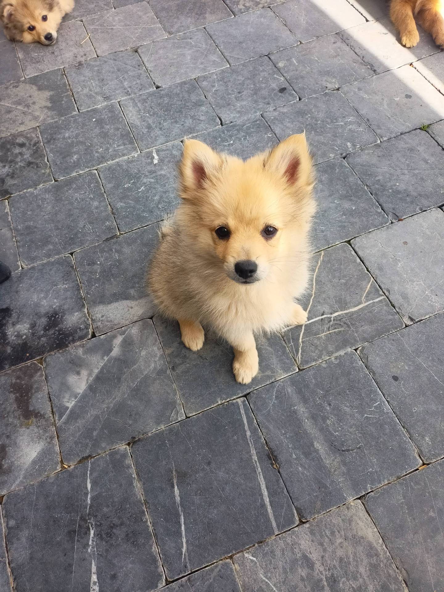 Spitz petit allemand à vendre  neuvième