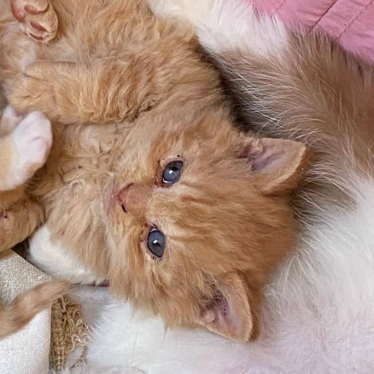 Chatons british shorthair  première