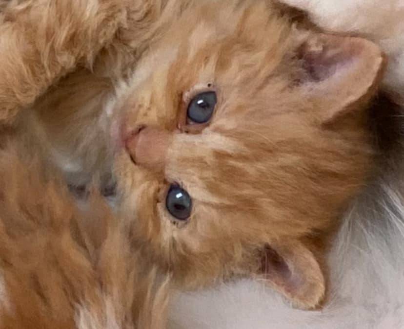 Chatons british shorthair  troisième