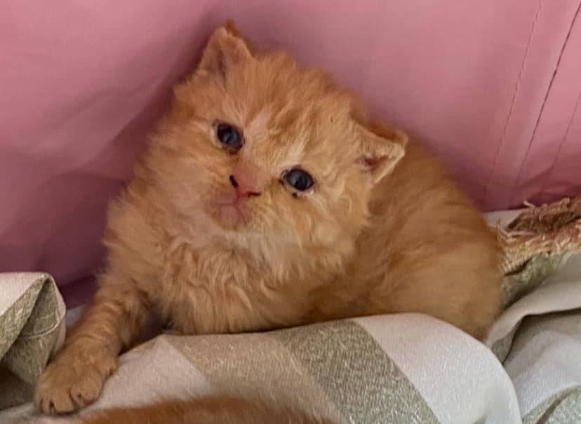Chatons british shorthair  deuxième