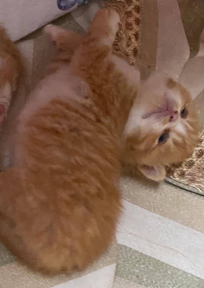 Chatons british shorthair  huitième