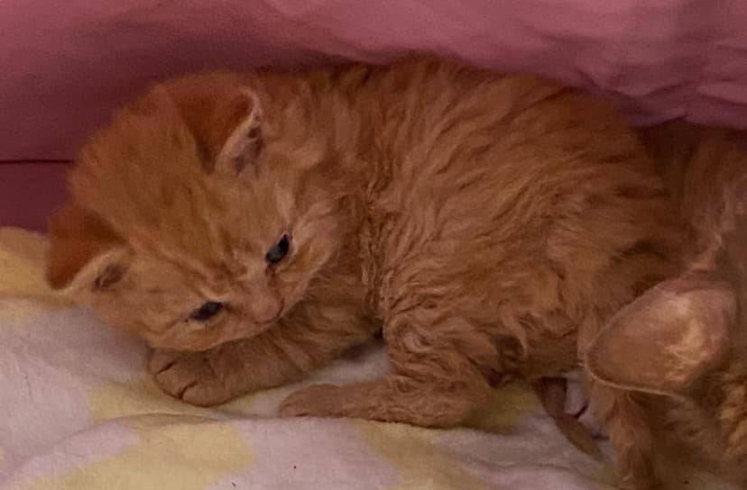 Chatons british shorthair  cinquième