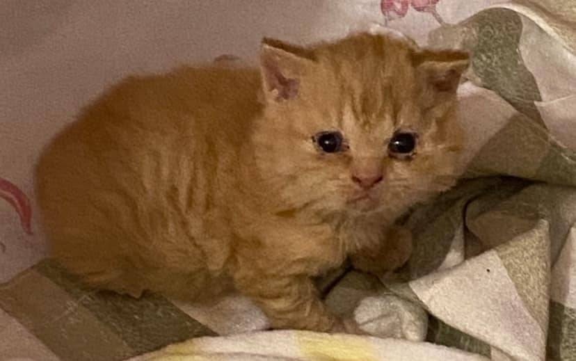 Chatons british shorthair  deuxième