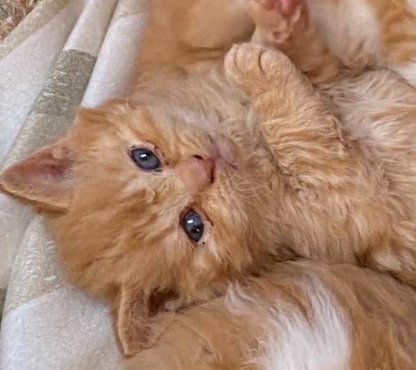 Chatons british shorthair  cinquième