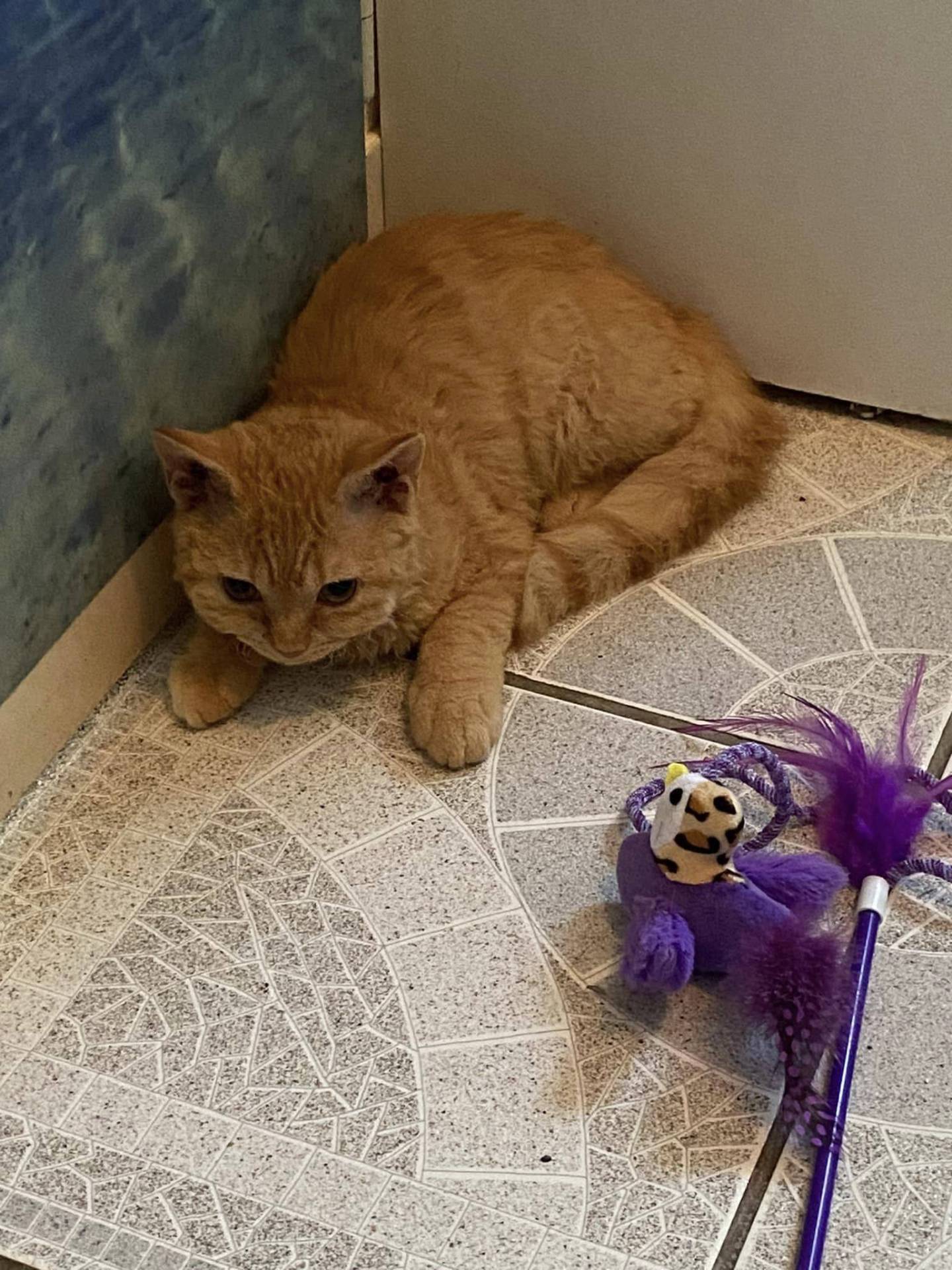 Chatons british shorthair  première
