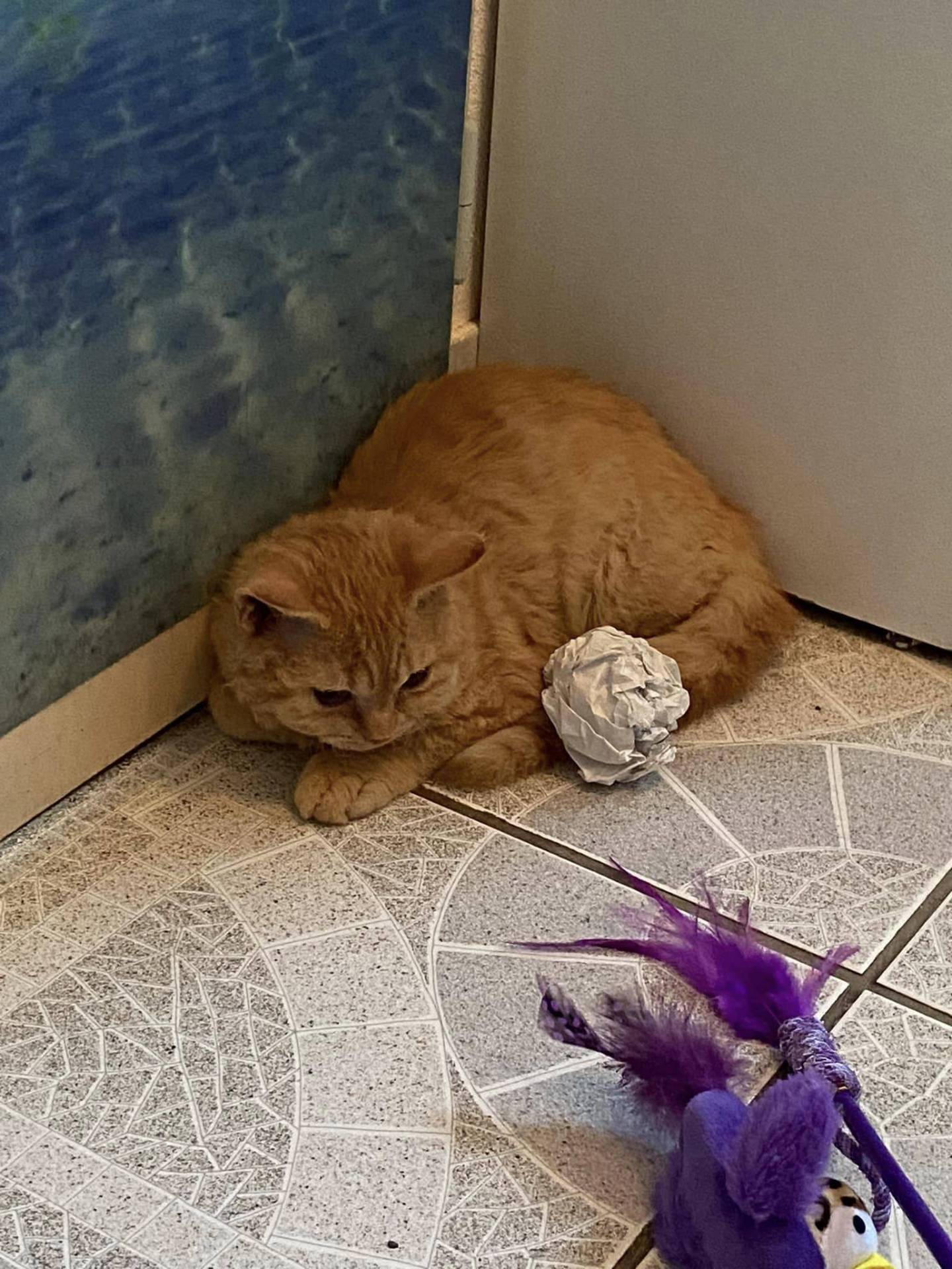 Chatons british shorthair  sixième
