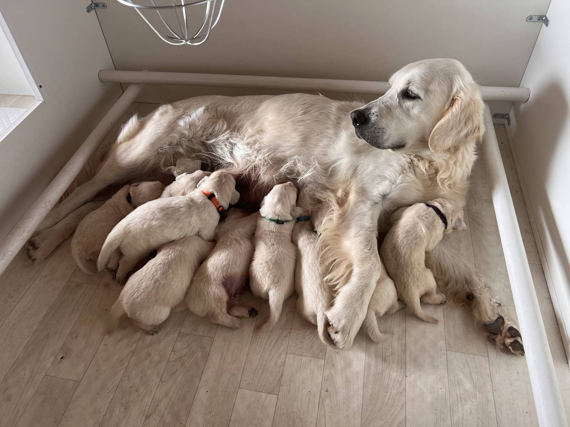 Chiot Golden  quatrième