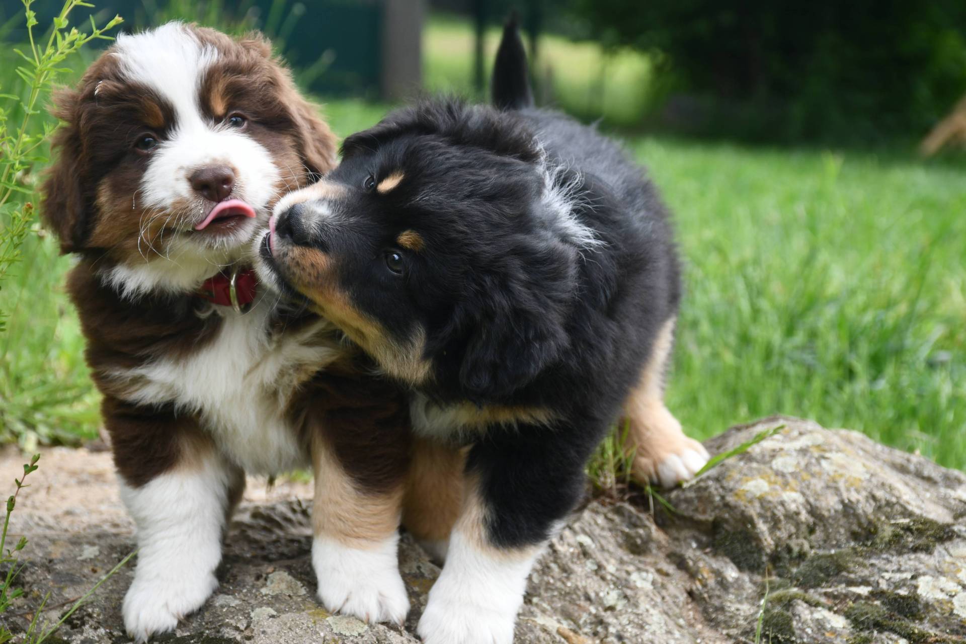 Chiots berger americains  sixième