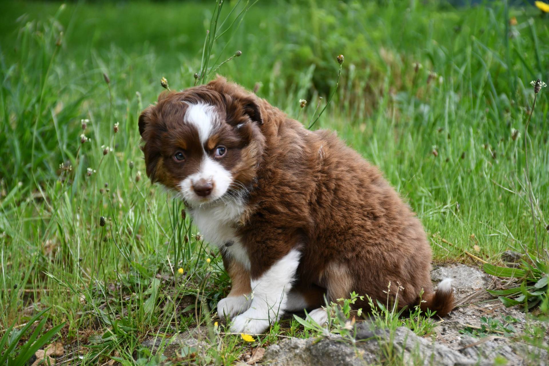 Chiots berger americains  sixième