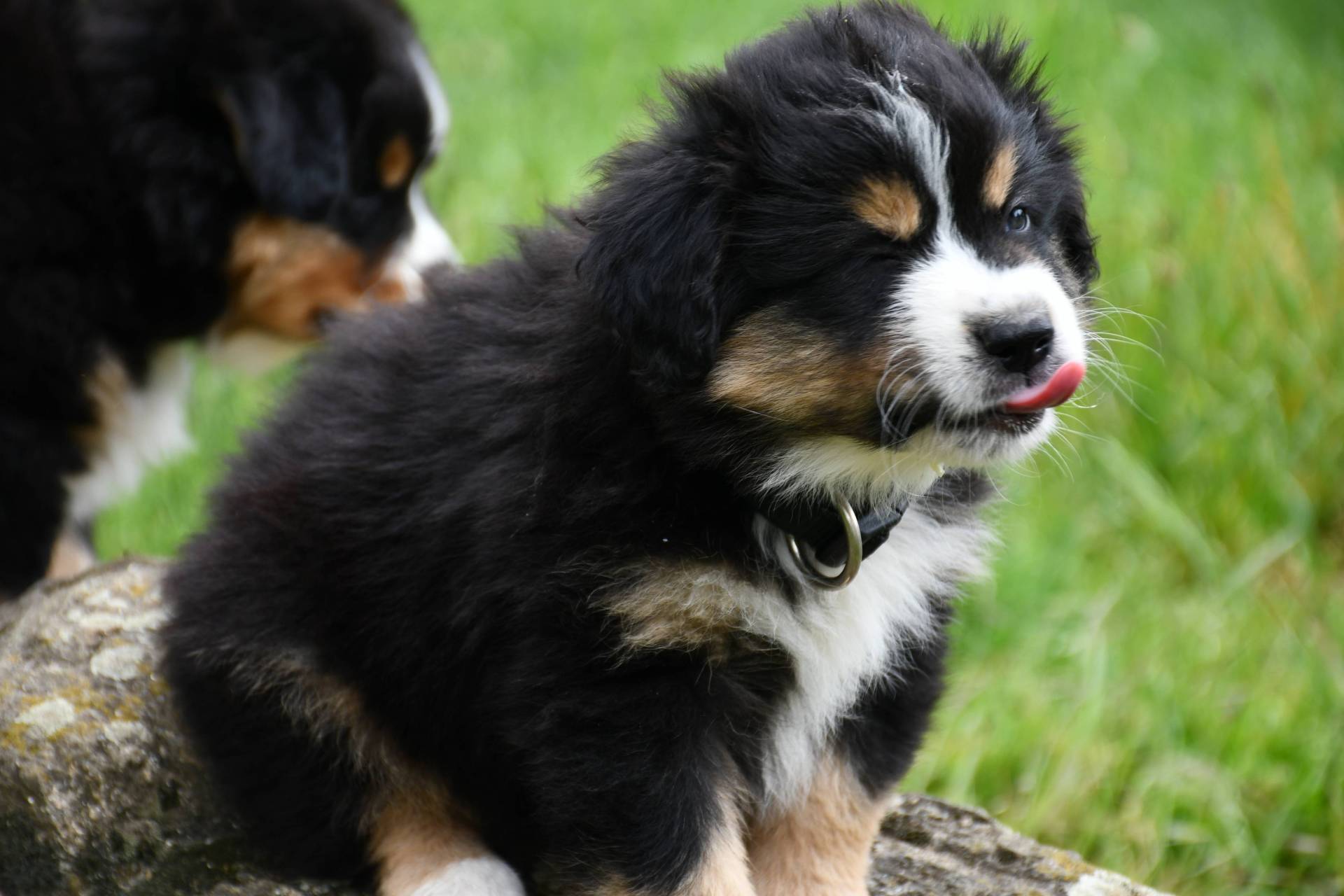 Chiots berger americains  huitième