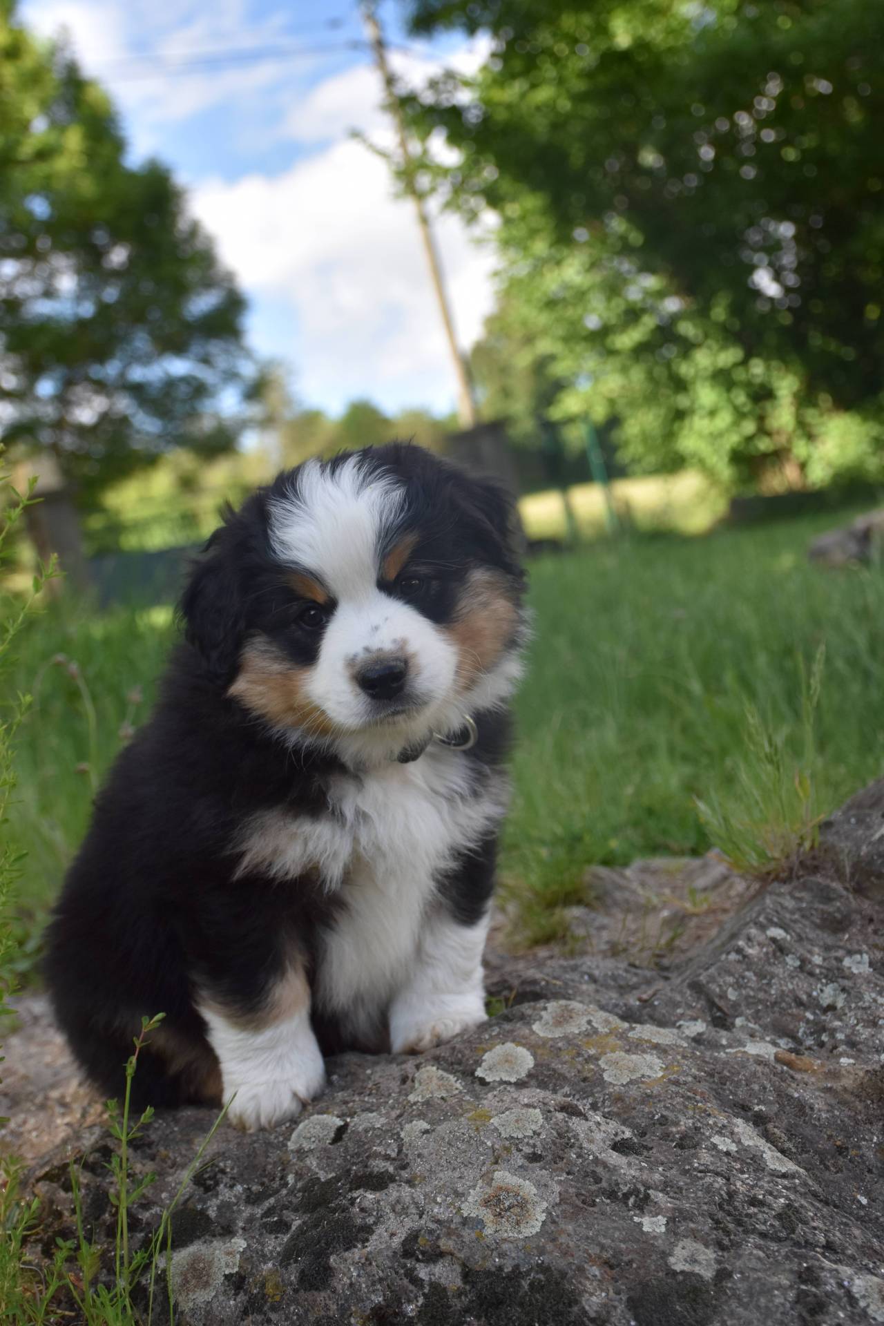 Chiots berger americains  troisième