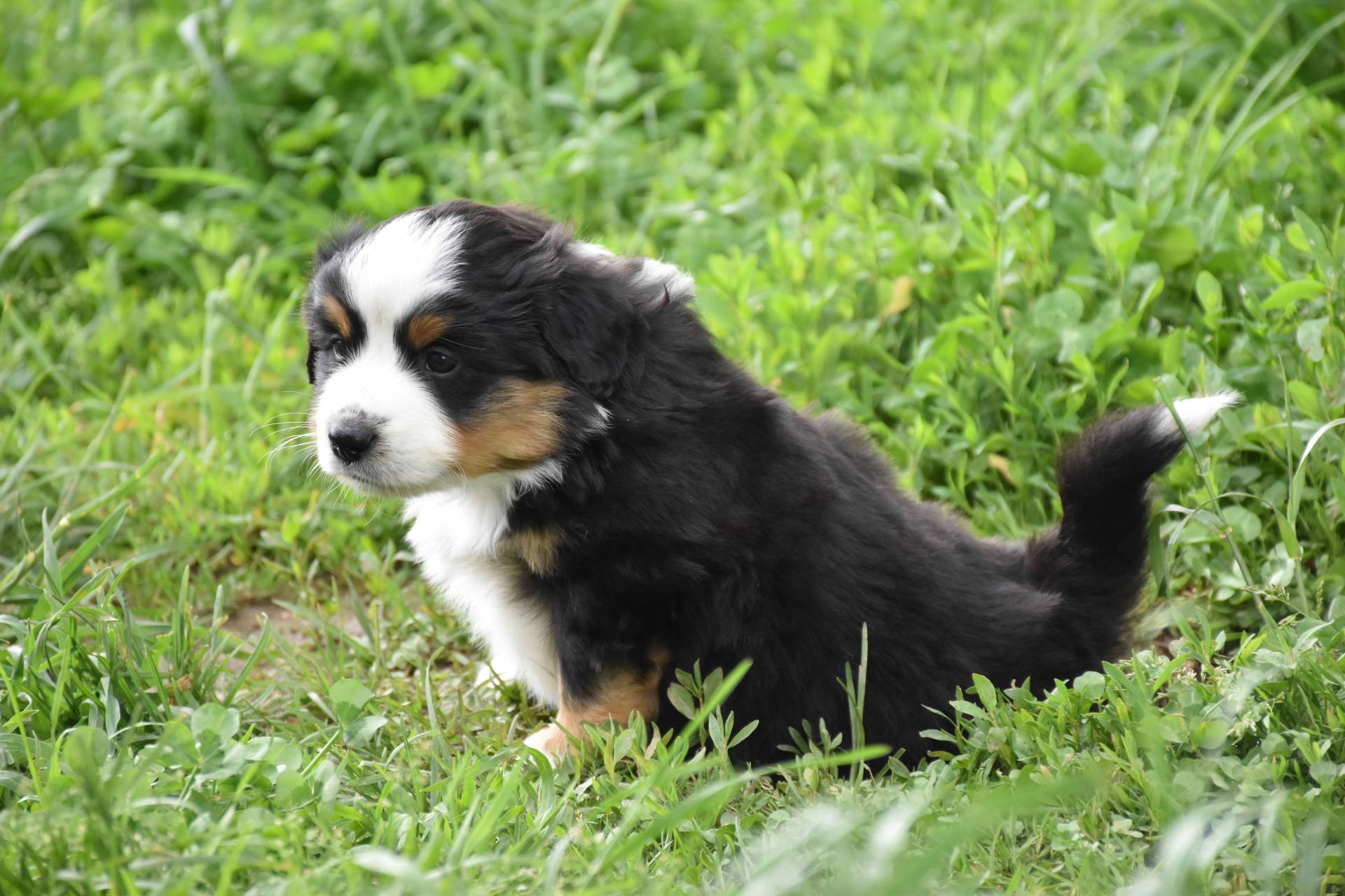 Chiots berger americains  septième